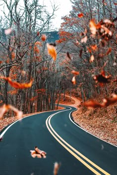 an empty road surrounded by trees with leaves falling from the branches in front of it