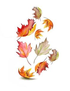 colorful autumn leaves flying in the air