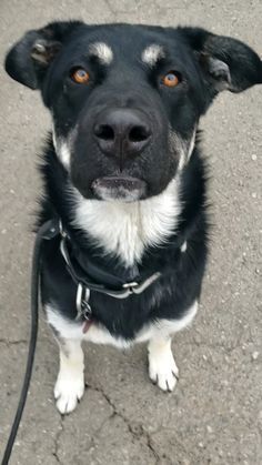 a black and white dog is looking up at the camera