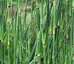 some very tall green grass with little leaves on it's stems and the tops