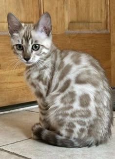 a cat sitting on the floor in front of a door and looking at the camera