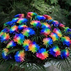 a bunch of colorful flowers sitting on top of a green plant