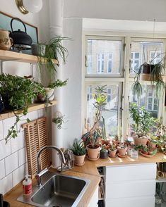 a kitchen filled with lots of potted plants next to a window covered in windowsills