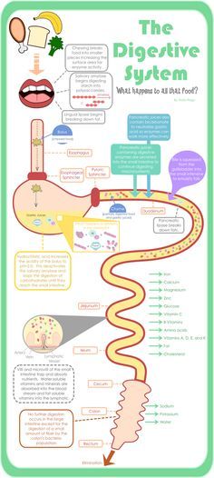 the digest system is shown in this infographtion poster, which shows what happens to all that food?