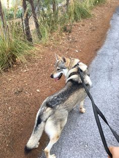 a dog on a leash being pulled down the road by someone's hand and holding it in its mouth