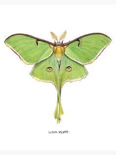 a large green moth with long wings