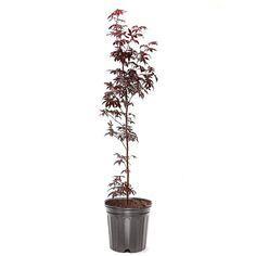 a potted plant with red leaves is shown in front of a white background,