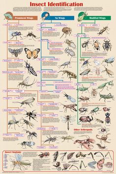 the insect identification poster is shown