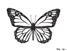 a black and white drawing of a butterfly on a white background stock photo, images and royalty