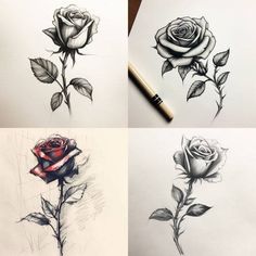 four different roses drawn on paper with pencils