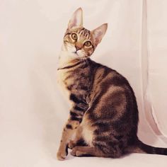 a cat is sitting on the floor and looking up at something in front of him