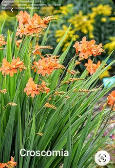 some orange flowers are growing in the grass