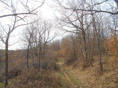 a dirt path in the middle of some trees