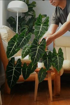 there is a man that is standing next to a large leafy plant in the living room