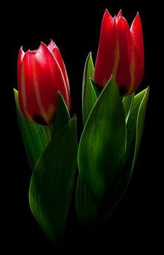 two red tulips with green leaves on a black background