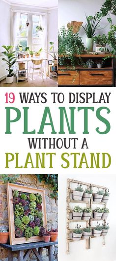 the cover of 19 ways to display plants without a plant stand