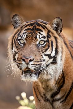 a close up of a tiger looking at the camera