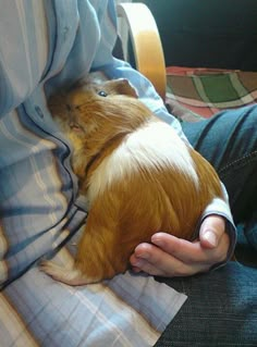 a person holding a small brown and white dog