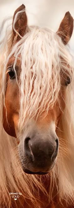 a brown horse with long white hair standing next to trees