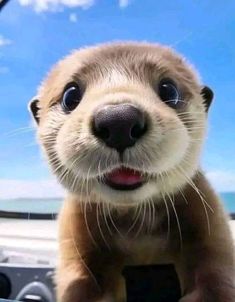 a close up of a baby sea lion in a car with the sky and clouds behind it