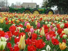 a field full of red, yellow and white tulips with a tractor in the background