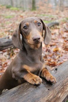 a brown dog sitting on top of a wooden log