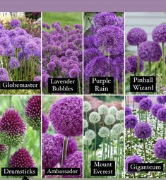 different types of purple flowers with names in english and german, including alliuma