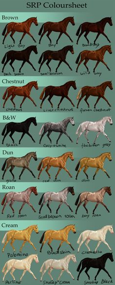 an image of horses running in different colors and sizes, with the names on each side