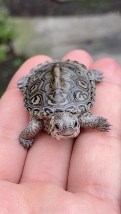 a small turtle sitting on top of someone's hand in the palm of their hand