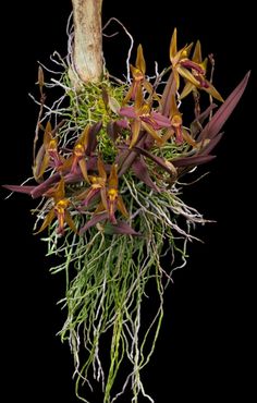 a bunch of flowers that are hanging from a tree branch on a black background photo