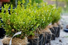 several potted plants are lined up on the ground