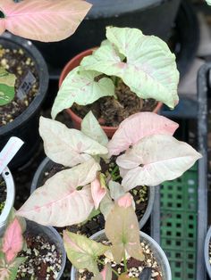 several potted plants with pink and green leaves