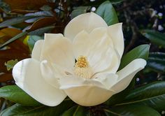 a large white flower with green leaves in the background