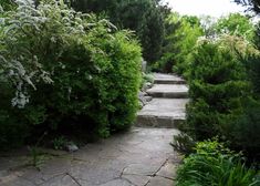 a stone path surrounded by trees and bushes