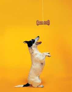 a dog jumping up to catch a toy in the air