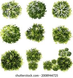 the top view of trees from above and below, with green leaves on white background