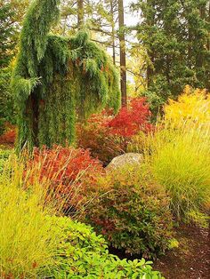 a garden with lots of different types of plants and trees in the middle of it