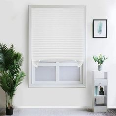 a window with white blinds in the corner next to a potted plant and pictures on the wall