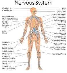 the human nervous system with labels on white background, labeled in blue and yellow text