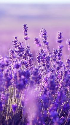 lavender flowers are blooming in the field