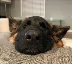 a close up of a dog laying on a bed with it's head resting on the pillow