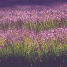 a field full of purple flowers and green grass