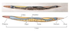 the structure of an insect's body is shown in two separate sections, with different parts