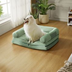 a small white dog sitting on top of a bed in the middle of a room