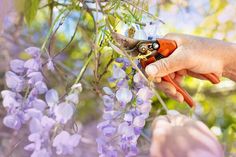 Wisteria will grow plenty of new flowers in summer with expert's pruning rule Ripen Green Tomatoes, Small Purple Flowers, Mediterranean Plants