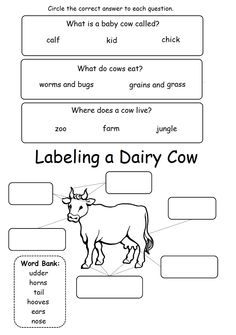 the worksheet for labeling dairy cows