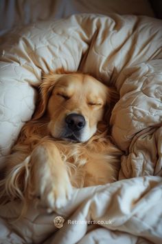 a golden retriever sleeping in a white comforter