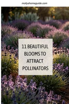 lavender flowers with the words 11 beautiful blooms to attract pollinitors