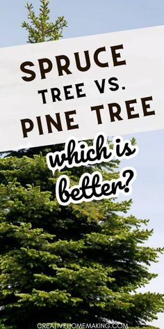 a sign that says spruce tree vs pine - tree which is better?