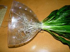 a bunch of green onions sitting on top of a table